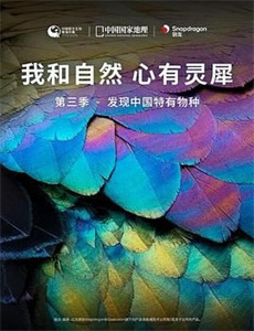 总统的秘密情人